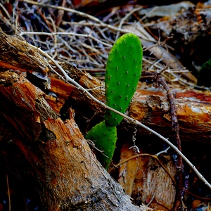 Cactus entre deux branches - Italie  - collection de photos clin d'oeil, catégorie plantes